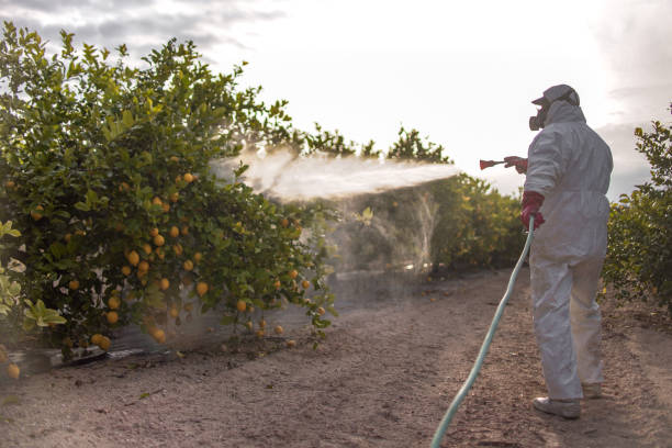 Best Bed Bug Extermination  in Montclair, CA