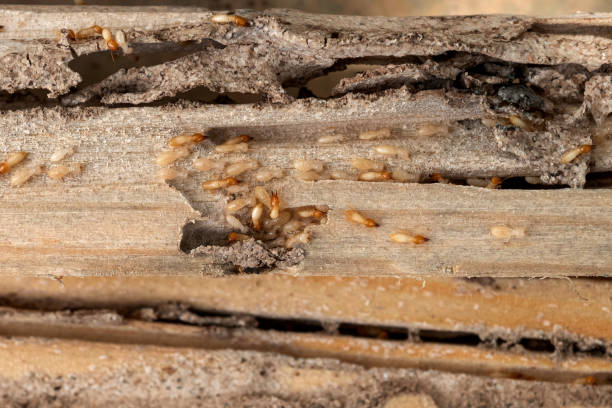 Best Pest Prevention Services  in Montclair, CA